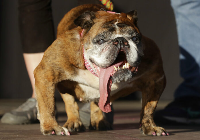 Zsa Zsa, an English Bulldog owned by Megan Brainard, stands onstage after being announced the winner of the World's Ugliest Dog Contest at the Sonoma-Marin Fair on Saturday in Petaluma, California. Photo: Jeff Chiu / Associated Press