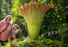 Sumatran ‘Corpse Flower’ in Full Bloom at Michigan Garden Roxanne Anderson and her daughter, Raelin, 6, react as a corpse flower blooms at Frederik Meijer Gardens and Sculpture Park on Thursday in Grand Rapids, Michigan. Photo: Cory Morse / Associated Press