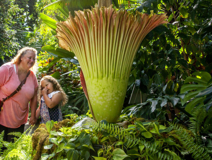 Roxanne Anderson and her daughter, Raelin, 6, react as a corpse flower blooms at Frederik Meijer Gardens and Sculpture Park on Thursday in Grand Rapids, Michigan. Photo: Cory Morse / Associated Press