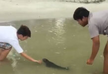 Helping Hands Lead Orphan Baby Porpoise to Safety (Video)