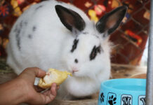Uttaradit Rabbit Delights in Durian