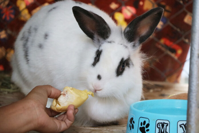 Reya eats a piece of durian in Uttaradit province.