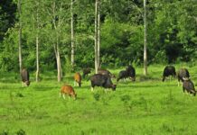 Siam Winery Reiterates Its Resolve to Protect Nature, Increase Wildlife’s Food Sources (Sponsored)