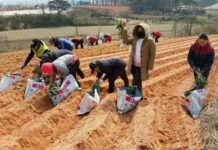 Thailand’s ‘Little Ghosts’ in Korea Scorned at Home