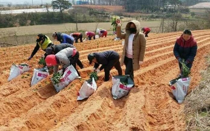 Thai illegal workers in South Korea