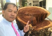 Whistleblower Wants Justice For Felled Tree in Chatuchak