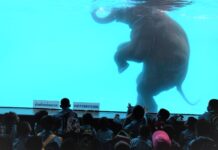 Elephant Swimming Show is Exercise, Not Cruel: Zoo Students Tuesday watch an elephant swims in a glass tank at Khao Kheow Open Zoo in Chonburi.