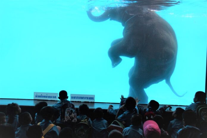Students Tuesday watch an elephant swims in a glass tank at Khao Kheow Open Zoo in Chonburi. Students Tuesday watch an elephant swims in a glass tank at Khao Kheow Open Zoo in Chonburi.