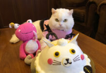 Thais Share Tales and Tails on ‘International Cat Day’
