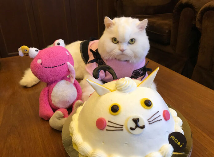 Arashi, 11, was awarded a cake for International Cat Day. Photo: Arashicat / Instagram