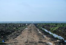 Greenpeace Links Forest Destruction for Palm Oil to Brands A palm oil plantation in 2007 in Riau, Indonesia. Photo: Hayden / Wikimedia Commons