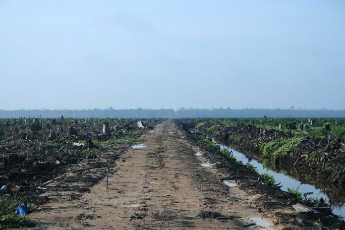 A palm oil plantation in 2007 in Riau, Indonesia. Photo: Hayden / Wikimedia Commons