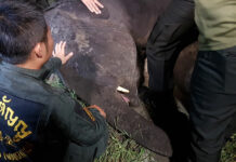 Mahouts Charged After Young Elephant Dies From Fall, Electrocution