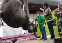 Prayuth Wants Prompt Prosecution of Dead Elephant’s Owner