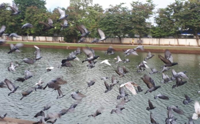 Pigeons take flight Tuesday in Buriram city.
