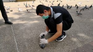 A health inspector swabs a Chiang Mai pigeon's butt -- for testing purposes.
