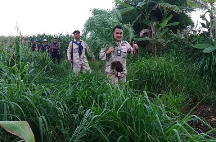 Rangers confiscate cannabis plants Sept. 12 at a cornfield in Loei province.