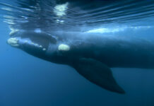 Proposal to Create Whale Sanctuary in S Atlantic Defeated A Southern right whale glides in the waters off El Doradillo Beach in 2017 Patagonia, Argentina. Photo: Maxi Jonas / Associated Press