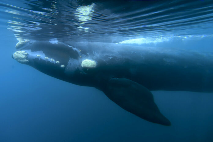 A Southern right whale glides in the waters off El Doradillo Beach in 2017 Patagonia, Argentina. Photo: Maxi Jonas / Associated Press