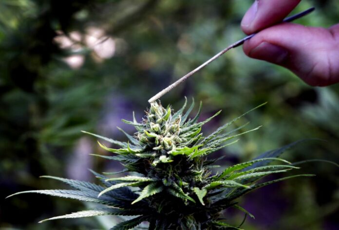 A 2018 file photo of a hemp plant is pollinated at the Unique Botanicals facility in Springfield, Oregon. Photo: Don Ryan / Associated Press