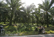 Indonesia Imposes Moratorium on New Palm Oil Plantations In this Saturday, Sept. 29, 2012 photo, a man pushes his motorbike at a palm oil plantation in Nagan Raya, Aceh province, Indonesia. Photo: Dita Alangkara / Associated Press