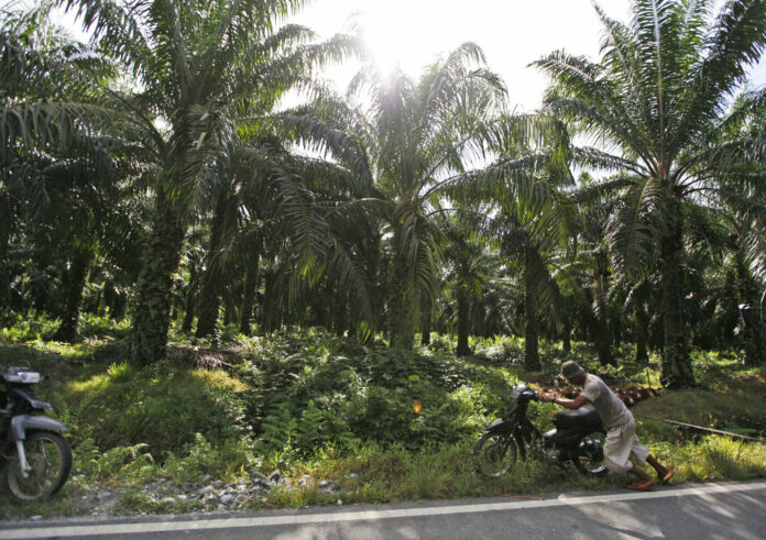 In this Saturday, Sept. 29, 2012 photo, a man pushes his motorbike at a palm oil plantation in Nagan Raya, Aceh province, Indonesia. Photo: Dita Alangkara / Associated Press