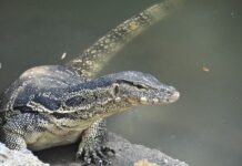 Hia Headcount: Public to Help Count Lumphini Park Lizards Photo: Kriti Sachdeva / Wikimedia Commons