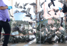 Storm of Feathers as Bangkok Pigeons Feel the Heat FIGHT OR FLIGHT: Pigeons make a flap at Wat Bukkhalo on Friday in Bangkok. Photo: Matichon