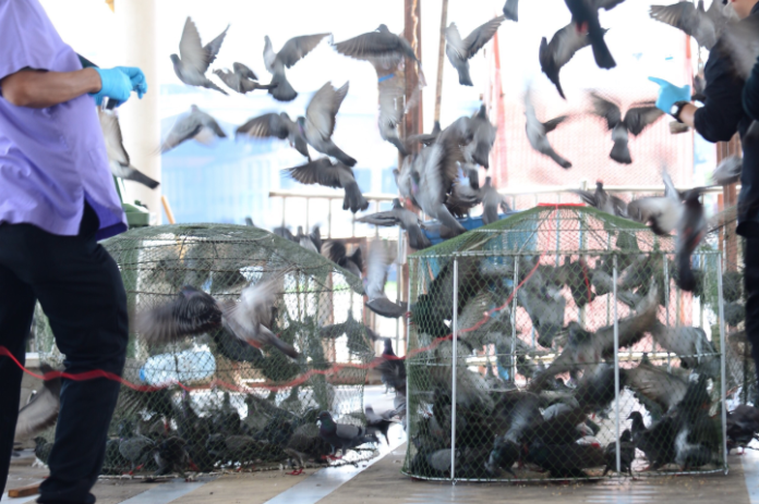 FIGHT OR FLIGHT: Pigeons make a flap at Wat Bukkhalo on Friday in Bangkok. Photo: Matichon