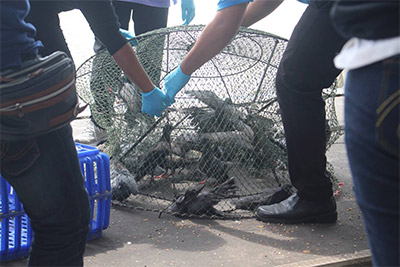 NO WAY OUT: These pigeons are headed to quarantine.