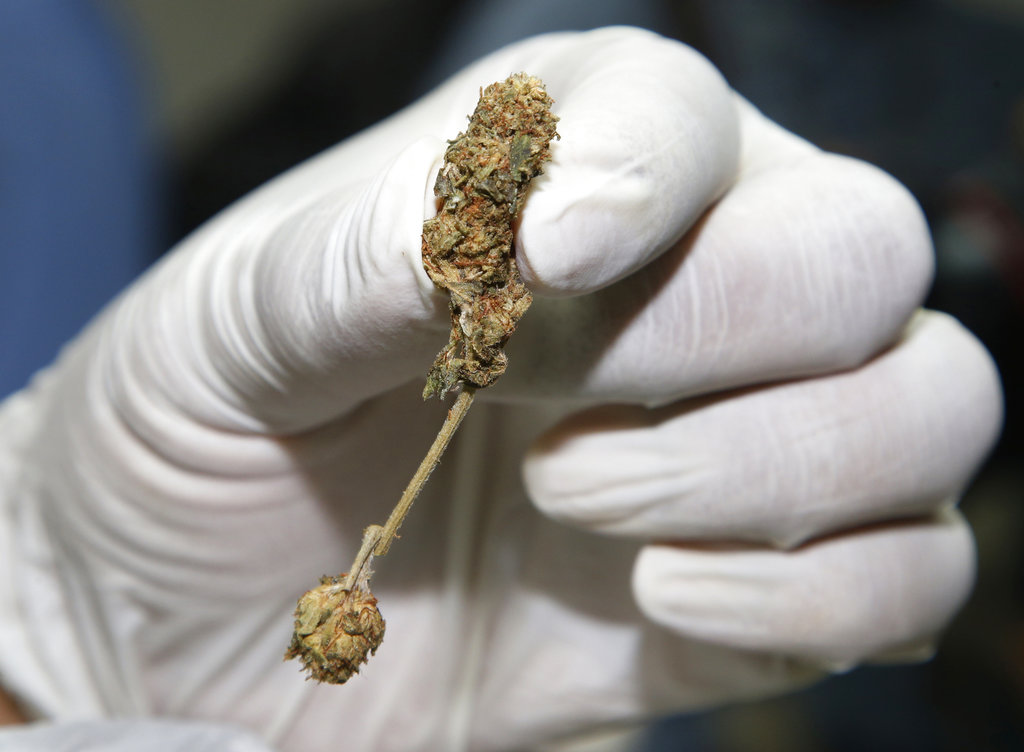 A police officer displays marijuana buds. Photo: Sakchai Lalit / Associated Press