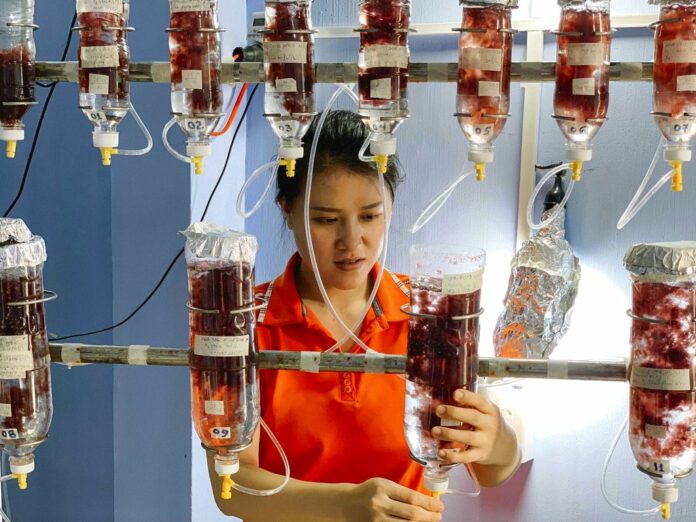Australis Aquaculture employee Khanh Huynh checks on seaweed cultures Thursday near Ninh Hai, Vietnam. Photo: Associated Press