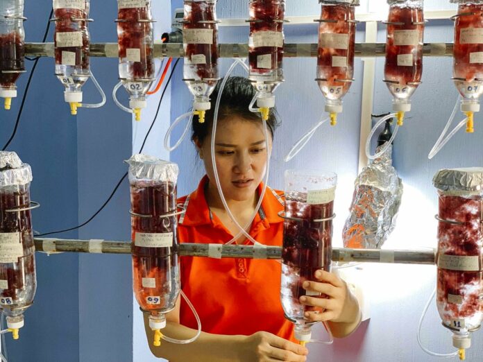 Australis Aquaculture employee Khanh Huynh checks on seaweed cultures Thursday near Ninh Hai, Vietnam. Photo: Associated Press Australis Aquaculture employee Khanh Huynh checks on seaweed cultures Thursday near Ninh Hai, Vietnam. Photo: Associated Press