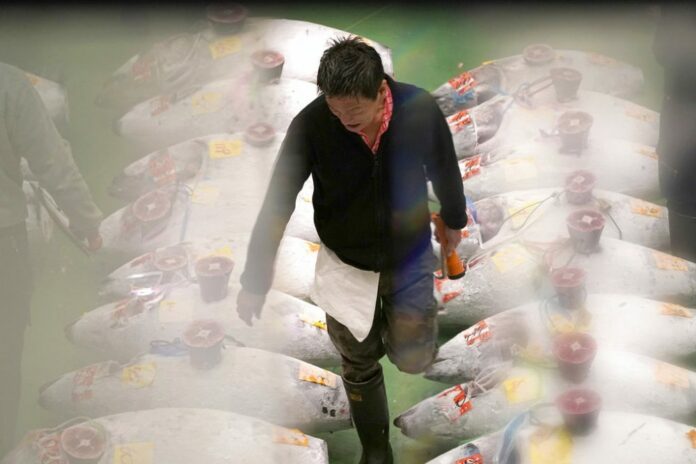 A prospective buyer checks frozen tunas before bidding during the first auction at the newly opened Toyosu Market, new site of Tokyo's fish market, in Tokyo on Oct. 11, 2018. Photo: Eugene Hoshiko / Associated Press