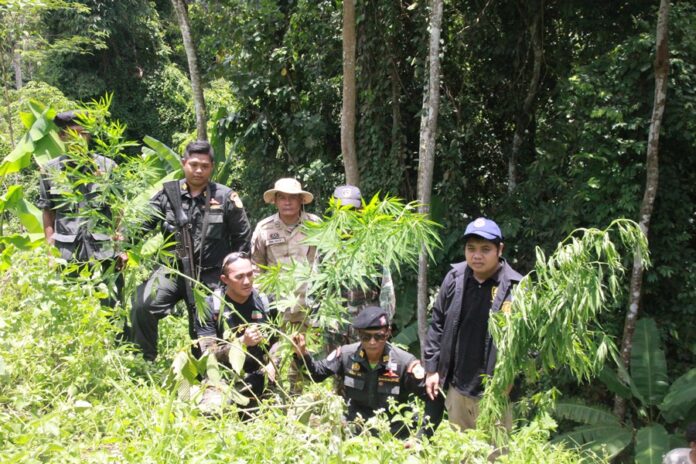 Security officers pose with confiscated cannabis plants in Surat Thani on April 18, 2017.