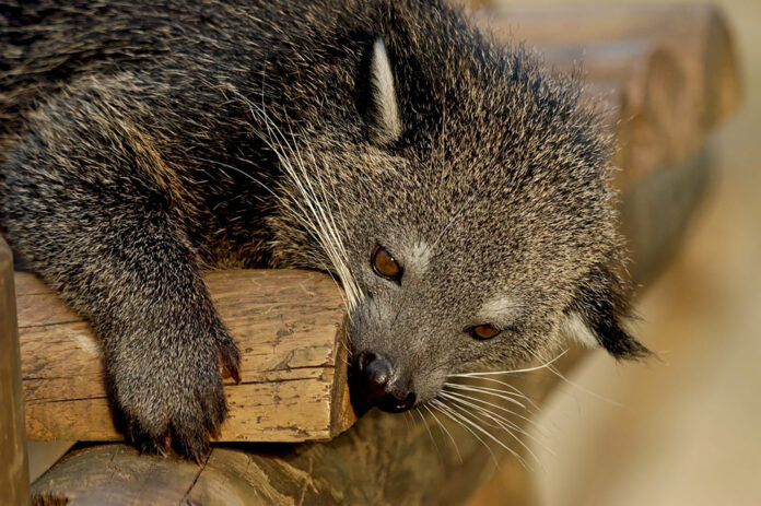 binturong