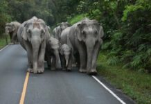 Road Hogs: Wild Elephant Family Frolics on Khao Yai Street (Video)