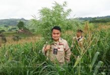 February Elections Jeopardize Rollout of Thai Medical Weed A local district chief in Loei province confiscates marijuana found there in September.