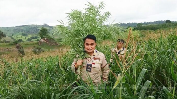 A local district chief in Loei province confiscates marijuana found there in September.