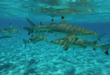 Shark Population Increases After Maya Bay Tourist Ban: Officials Blacktip Reef sharks swim in 2011 in Bora Bora, French Polynesia. Photo: Supertoff / Wikimedia Commons