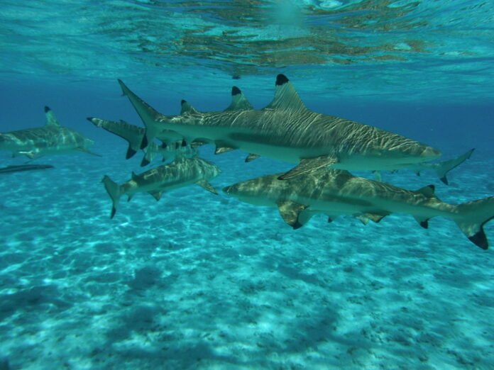 Blacktip Reef sharks swim in 2011 in Bora Bora, French Polynesia. Photo: Supertoff / Wikimedia Commons