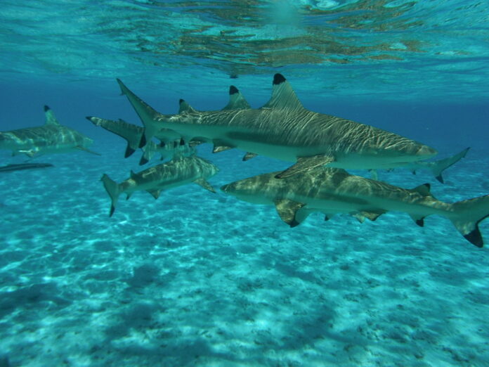 Blacktip Reef sharks swim in 2011 in Bora Bora, French Polynesia. Photo: Supertoff / Wikimedia Commons Blacktip Reef sharks swim in 2011 in Bora Bora, French Polynesia. Photo: Supertoff / Wikimedia Commons