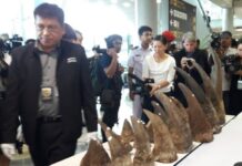Prosecutor Among Trio Jailed for Massive Rhino Horn Caper