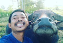 Internet Saves Beautiful Man-Buffalo Friendship Photo: Surat Phaeoket / Facebook
