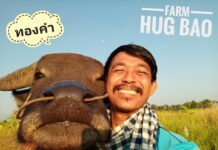 Farmer Who Bought Smiling Buffalo Charged With Fraud, Money Laundering Tongkum and Surat Phaeoket. Photo: Smiling Buffalo, A Little Thing Called Happiness. “Surat Phaeoket & Tongkum / Facebook