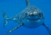 10 Indonesian Fishermen Accused of Shark Fin Smuggling A great white shark in 2009 off the coast of South Africa. Photo: Hermanus Backpackers / Wikimedia Commons