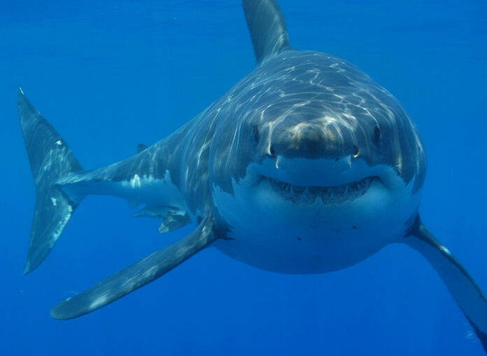 A great white shark in 2009 off the coast of South Africa. Photo: Hermanus Backpackers / Wikimedia Commons A great white shark in 2009 off the coast of South Africa. Photo: Hermanus Backpackers / Wikimedia Commons