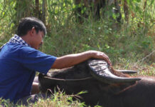 With His ‘Smiley Buffalo’ to be Sold Off, Farmer Needs Internet’s Help Surat Phaeoket washes Tongkum in a pond on Friday in Chai Nat.
