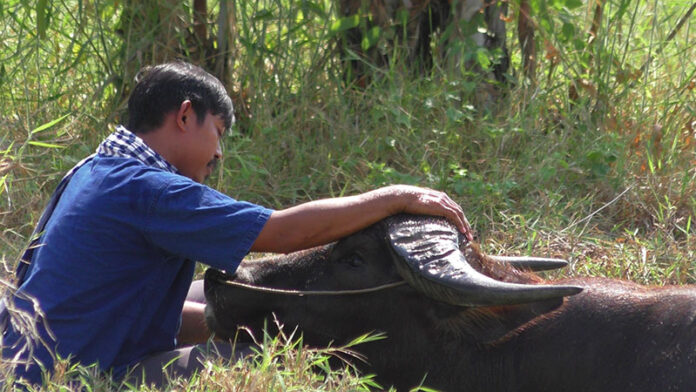 Surat Phaeoket washes Tongkum in a pond on Friday in Chai Nat.