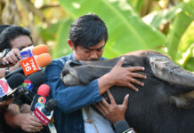Summoned by Police, Farmer Briefly Reunites with Smiling Buffalo Surat Phaeoket embraces Tongkum on Thursday at Khan Na Yao Police Station.